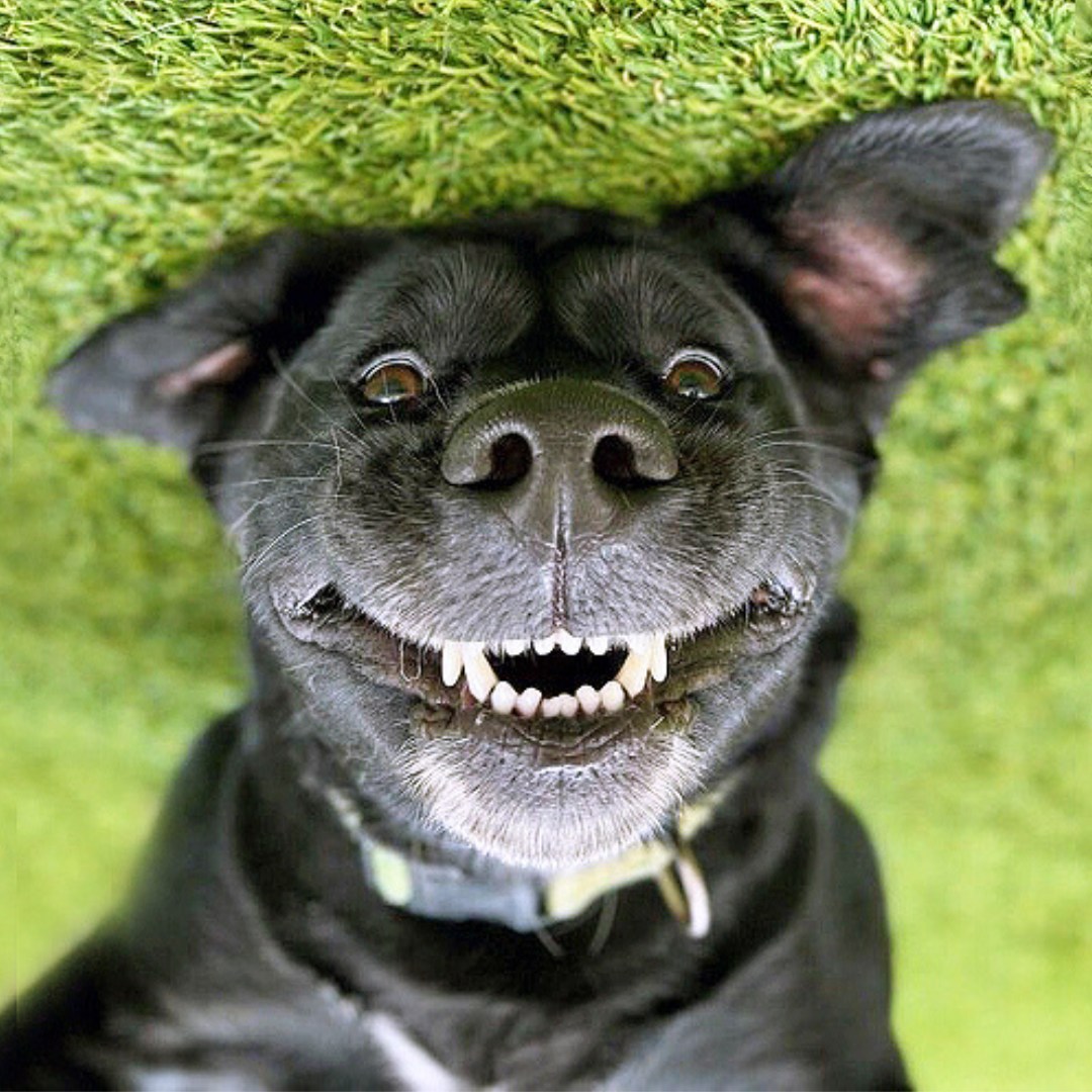 upside down black dog